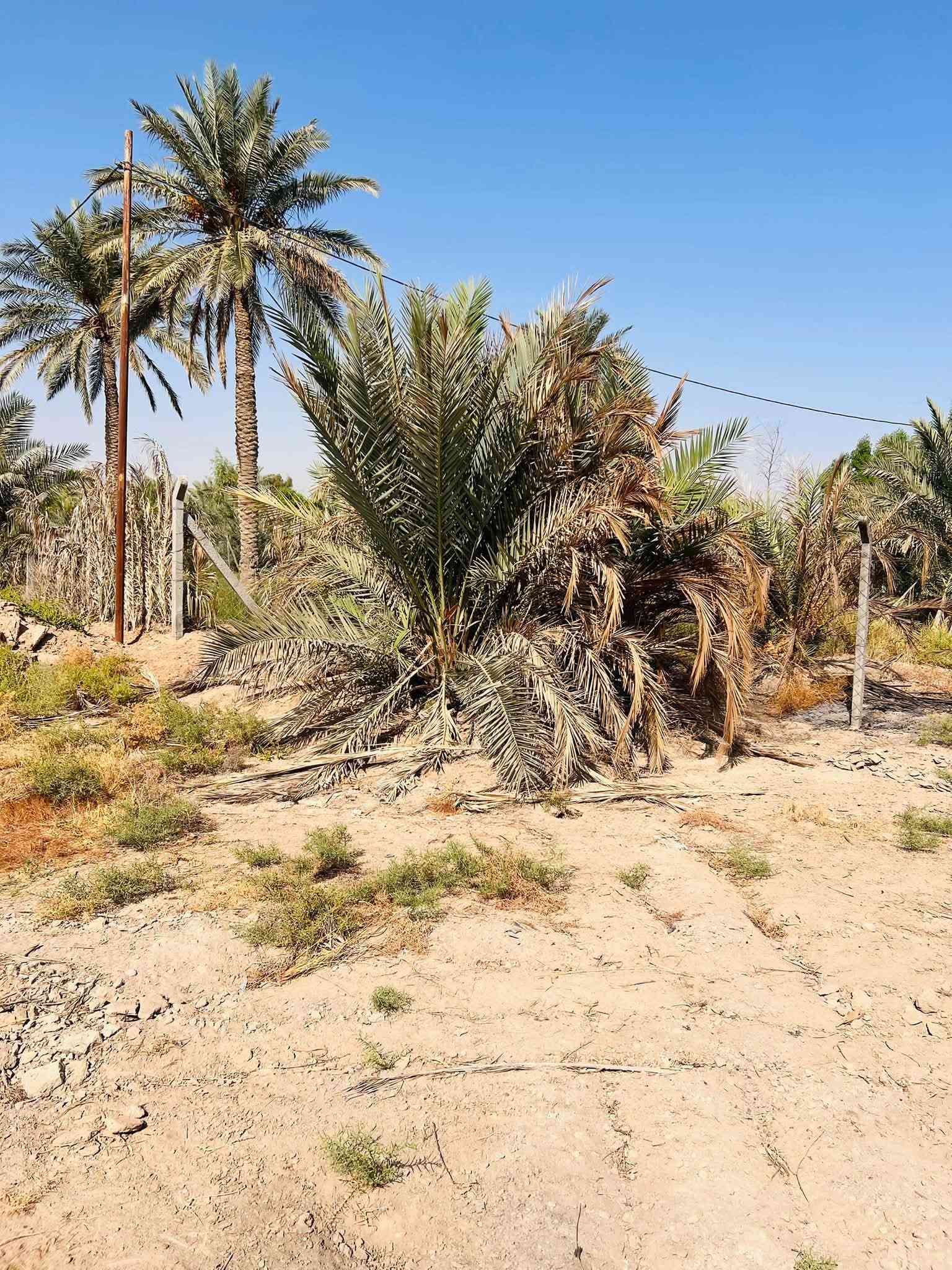 دونم طابو زراعي الواجه ٢٥ متر  النجف مناذره شارع الحصينات قريب ع شط موقع حلو ماء كهرباء كلشي موجود السعر ٣٥. او مراوس بيت ***********
