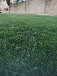 ثيل • حديقة