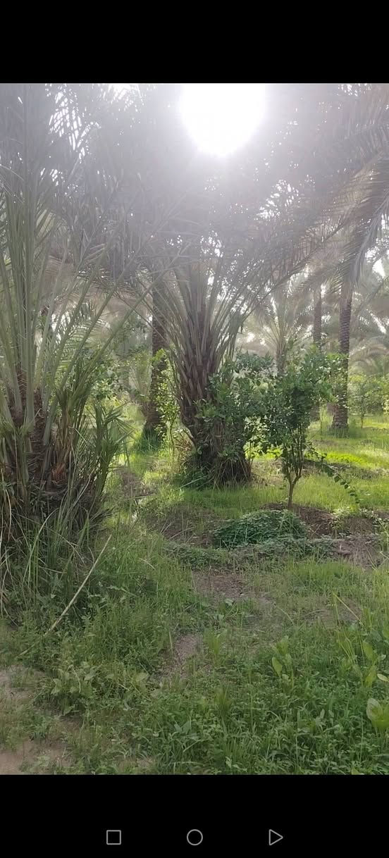 السلام عليكم
أرض للبيع المساحه 3 دونم ونص طابو زراعي تحويل باسم المشتري عنوان الأرض كربلاء الحسينيه قريب العطيشي تبعد عن السوق بحدود كيلو ونص الأرض تحتوي على بيوت عدد 3 بناء حديث السعر الكلي للارض 575 الاستفسار ع الرقم ***********
*********** أبو حسين المسعودي
