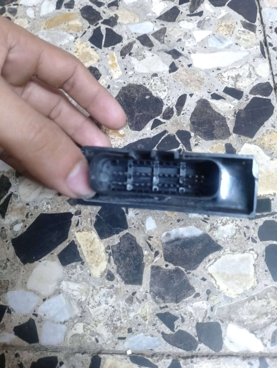 سكنس جبلي • شغال • فحل