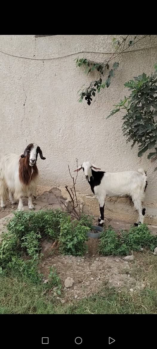 بغداد التاجي • عشرة • ٣ أشهر
