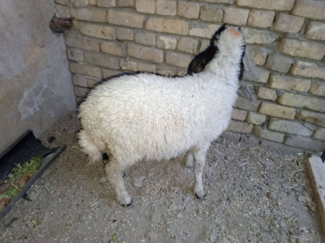 طليه نثيه سمينه شرط الصحاه والنشاط ترهم جني ونذر 

وهديه وگصابه السعر 250 بيهه مجال للشراي مكاني قضاء 

الفهود والشراي يدلل ***********
