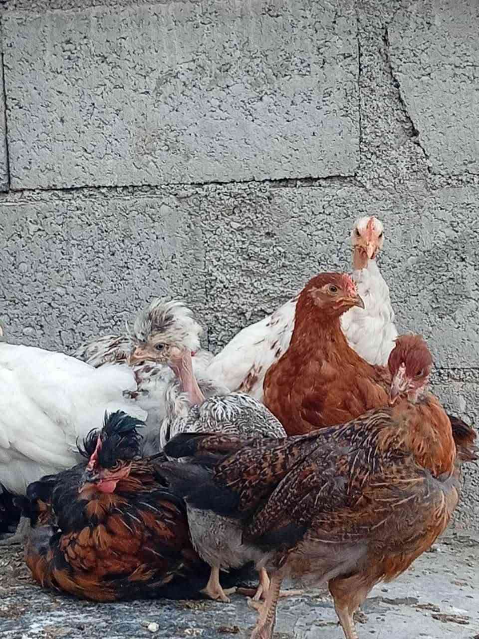بارۆکو • كەلەشێران • جوتي