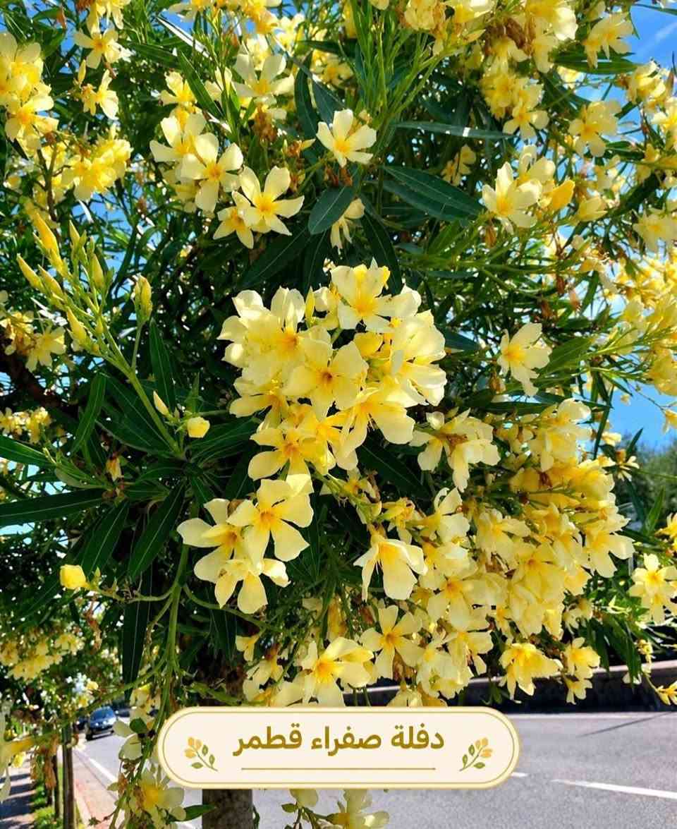 متسلقات • متنوعة • توصيل لكل المحافظات