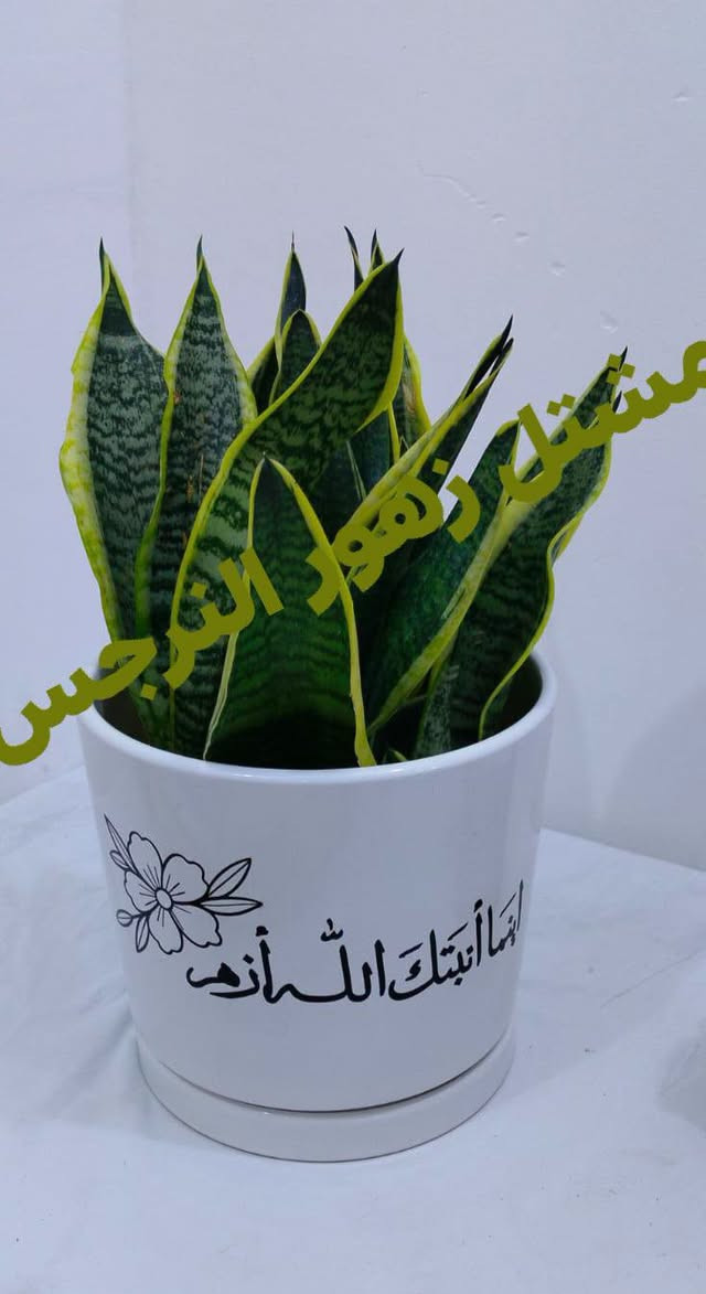 مشاتل زهور الندى • شتال نرجس • توصيل كل المحافظات
