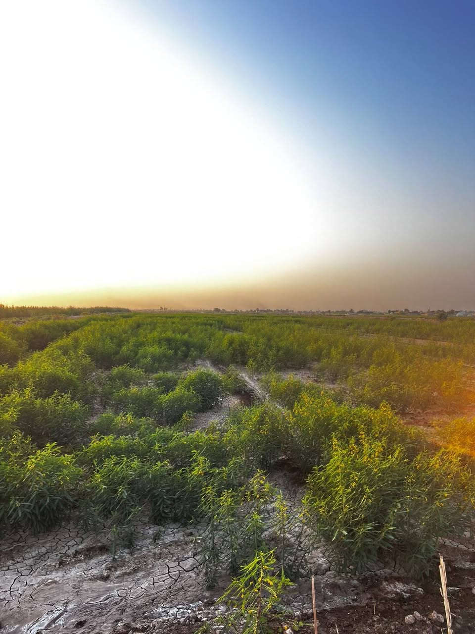 السلام عليكم ظمان سيسبان ٤٠ دونم +(٧)دوانم جله واسط قضاء العزيزية ***********
