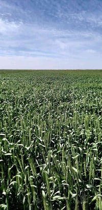 ميسان طريق البتيرة • ٢٣٠ دونم • ماي وكهرباء