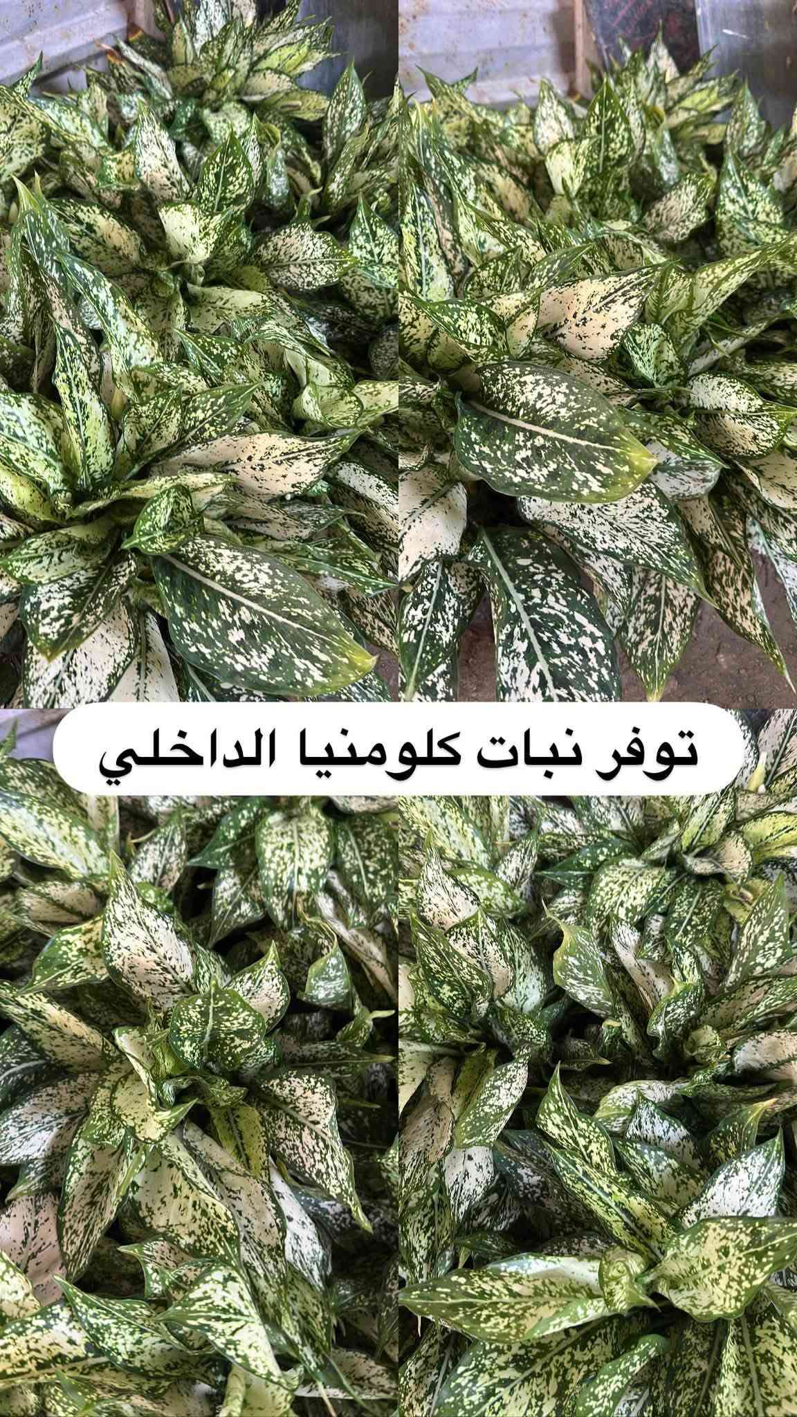 اللهم صلي وسلم على سيدنا محمد وعلى اله وصحبة وسلم تسليما.
توفر في مشتل ابو علي الفراجي أنواع الورود المختلفه وضليات 🤍

العنوان : بغداد /سلمان باك / قرب جامع سعد /شارع الحدادين 🤍

سوينا لكم بيج على برنامج الإنستقرام لكي نجاوب على اسئلتكم المتنوعه 

اسم البيج : بيج مشتل ابو علي الفراجي 

يوزر البيج: l0.33.m

رابط البيج:https://www.instagram.com/l0.33.m?igsh=bGZmMGw4bTN2ODZw

مشتل ابو علي الفراجي يرحب بالجميع 🤍

نص مكتوب في الصور:
- مشاتل ابو علي الفراجي لبيع الزهور والورود والنباتات وكافة أشجار الحمضيات والنفضيات والنخيل وكافة الشتلات خضرة طبيعية ... لحياة أجمل *********** / *********** I.O.33.m أجمل الزهور وأروع النباتات بأسعار مناسبة مشتل أبو علي الفراجي خير الطبيعة ... بين إيديك زهور وورد نباتات زينة أشجار حمضيات أشجار نفضية نخيل شتلات وستاندين نزرع اليوم .. جمال الغد بغداد - سلمان باك - شارع الحدادين
- توفر لبلاپ متدلي كثيف
- توفر نبات الفيتونيا الداخلي
- توفر لبلاب عامودي كثيف
- توفر جلد النمر حجم كبير
- توفر شجره اريكاريا داخليه
- توفر نبات دي فنباخيه داخلي
- توفر نبات الكراتون داخلي
- توفر نبات كلومنيا الداخلي