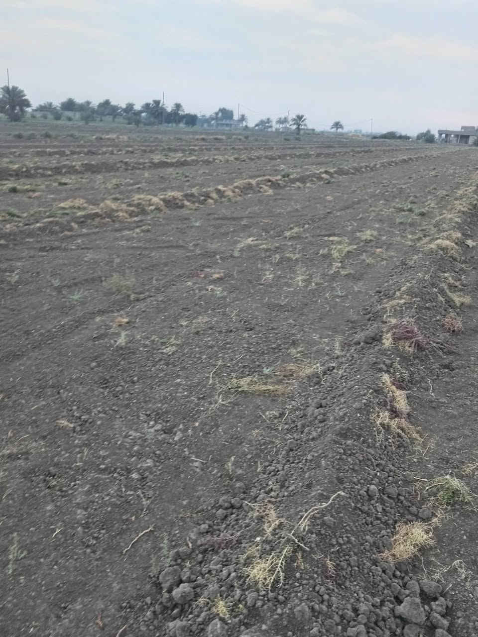 أرض زراعيه • اليوسفيه • دونم مربع