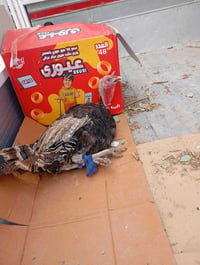 ديوكه شيش • للبيع