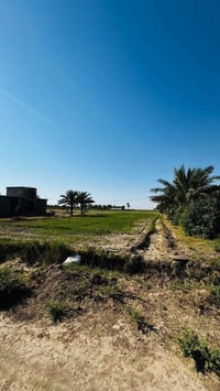 فرع الامام • ٨دونم • بيتين