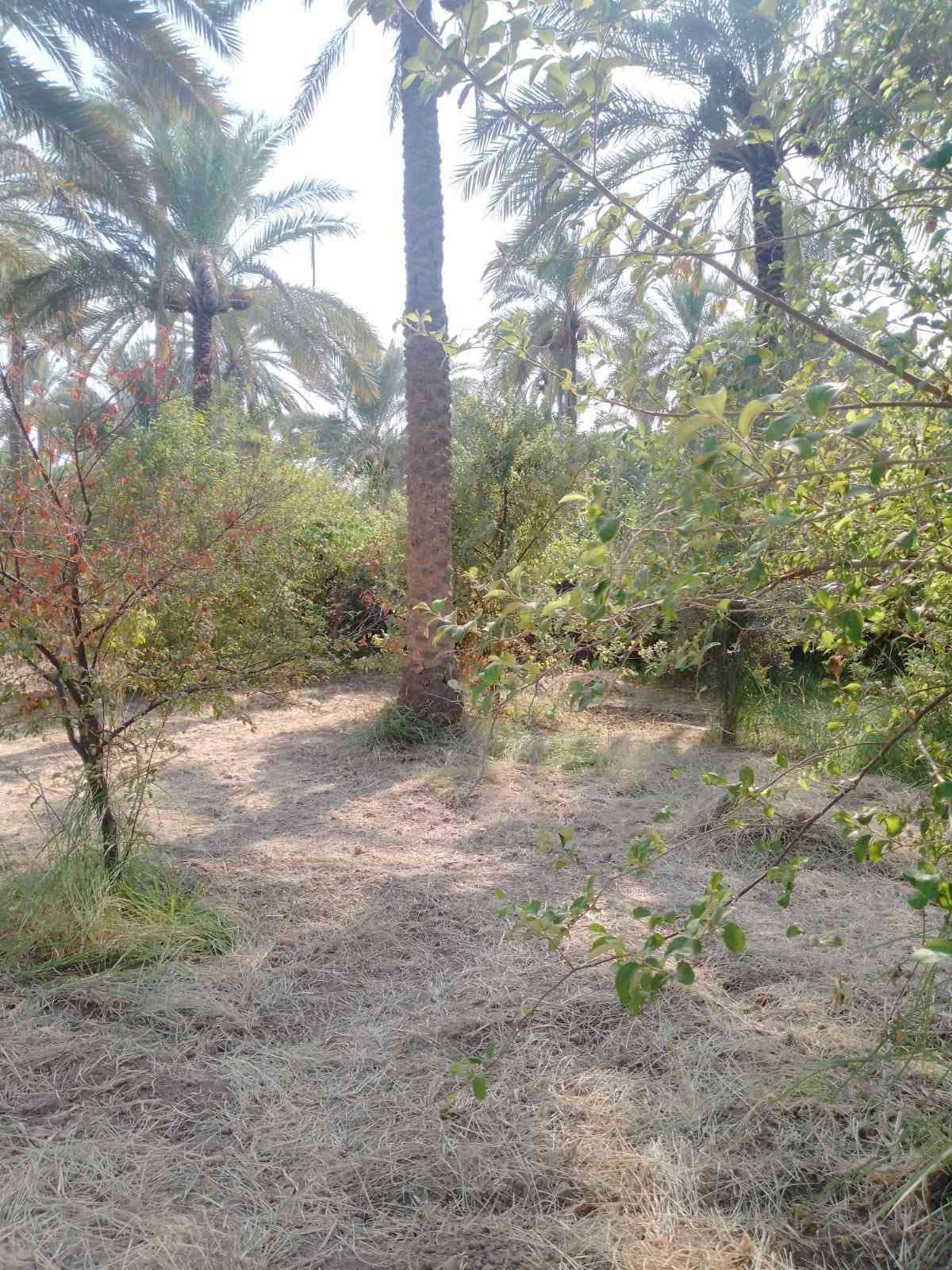 دونم • دار ٢٢٥م • طريق بغداد عمود ٥٤