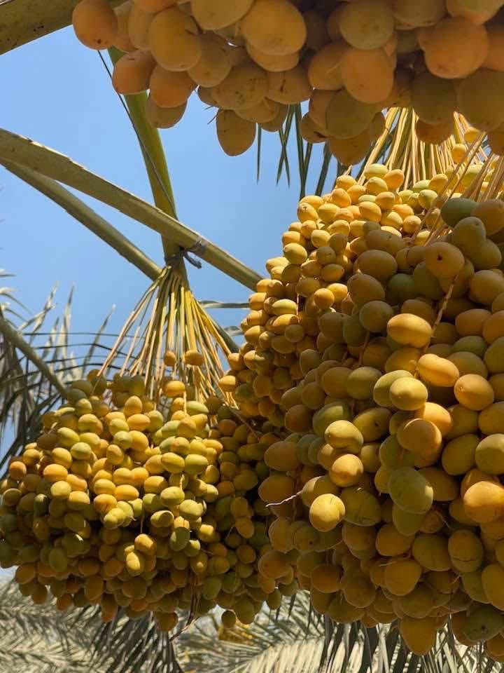 تعالو غيرو جو🩵🏊واشبعو عنب وتمر من مزرعتنا واستمتعو بمنظرهم الجميل والف عافيه🍇😊🪿🍏🍑🍒موقعنا بلد 
للحجز***********
