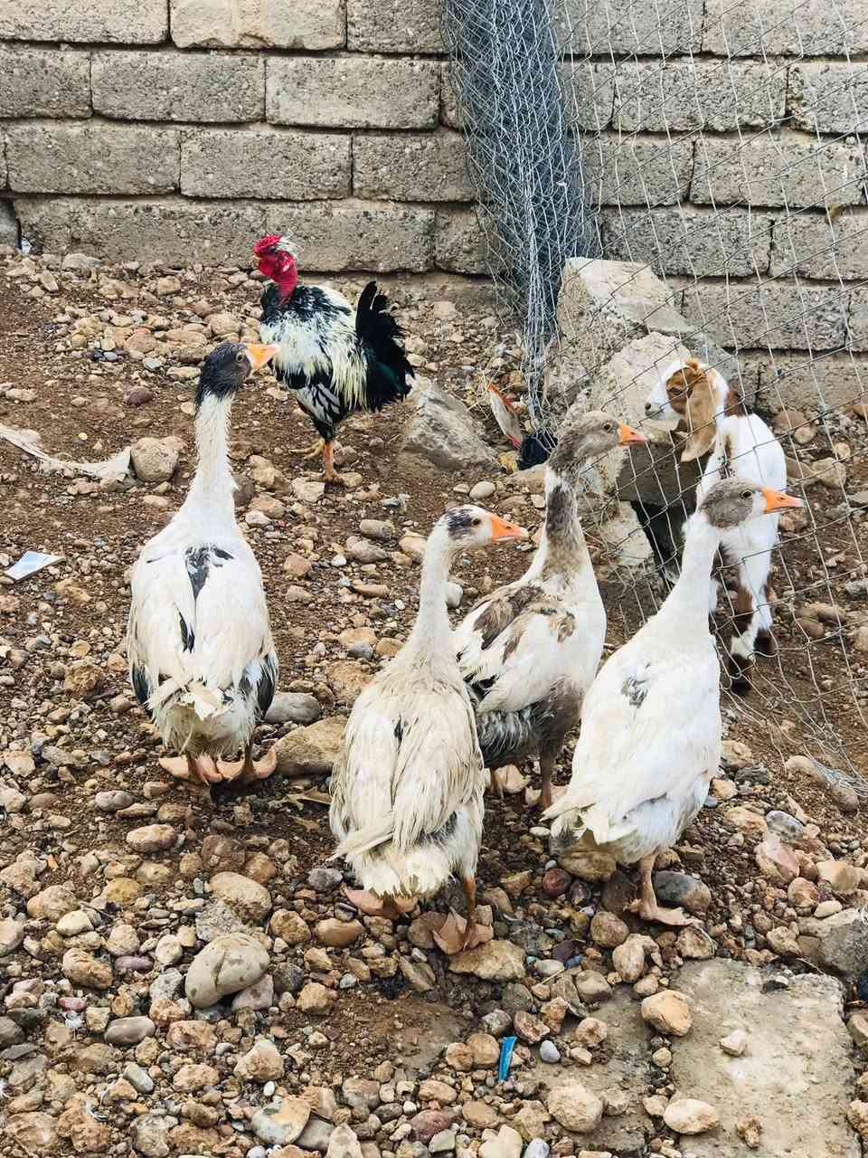 بصراويات • ٣.٥كيلووات • قريه السرت