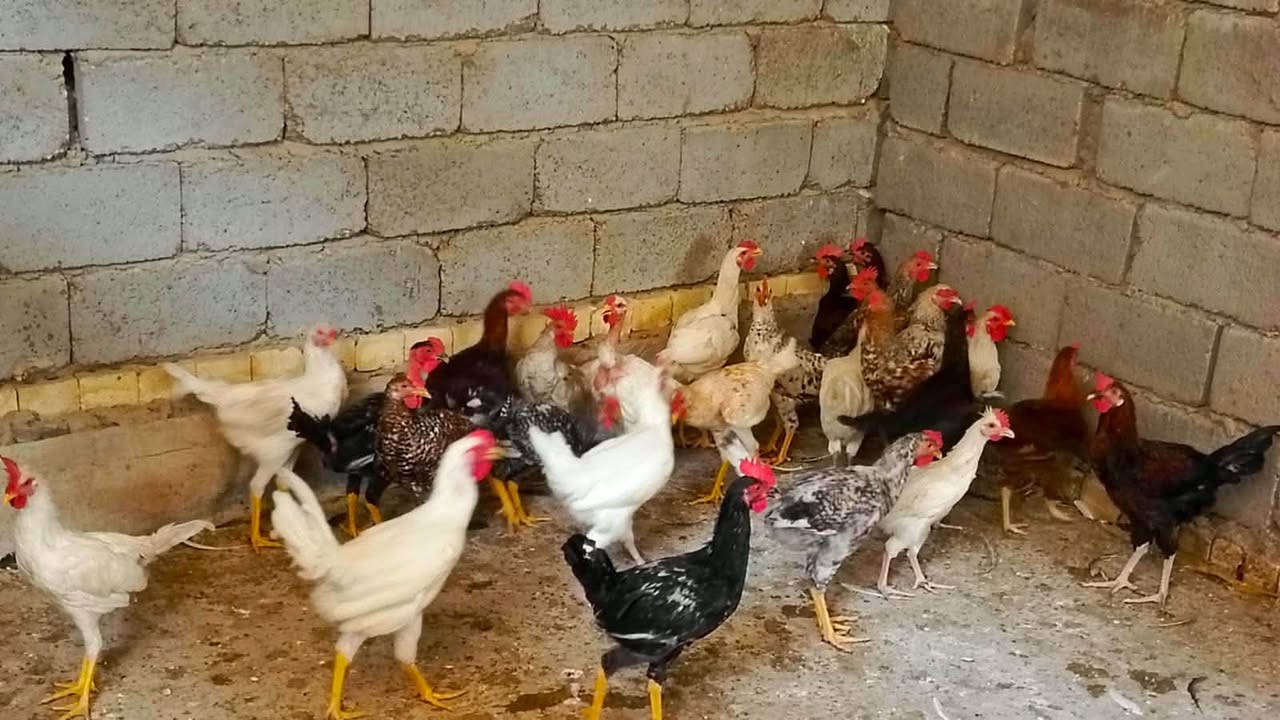 ٣٠ ديج • أبو غريب • الحمدانية