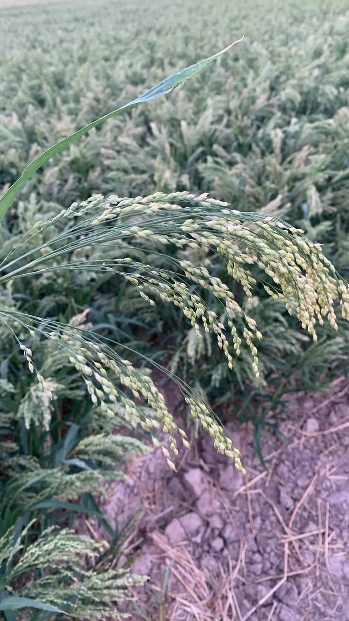 ١٣ دونم  دخن ضمان  مكان الصويره شارع عشرين الستفسار***********
