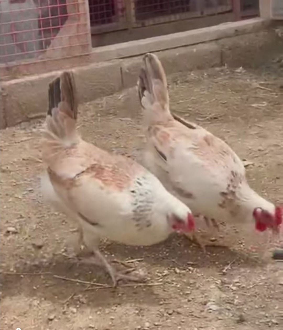 افراخ دندراوي • خط اول • عمر ١٥