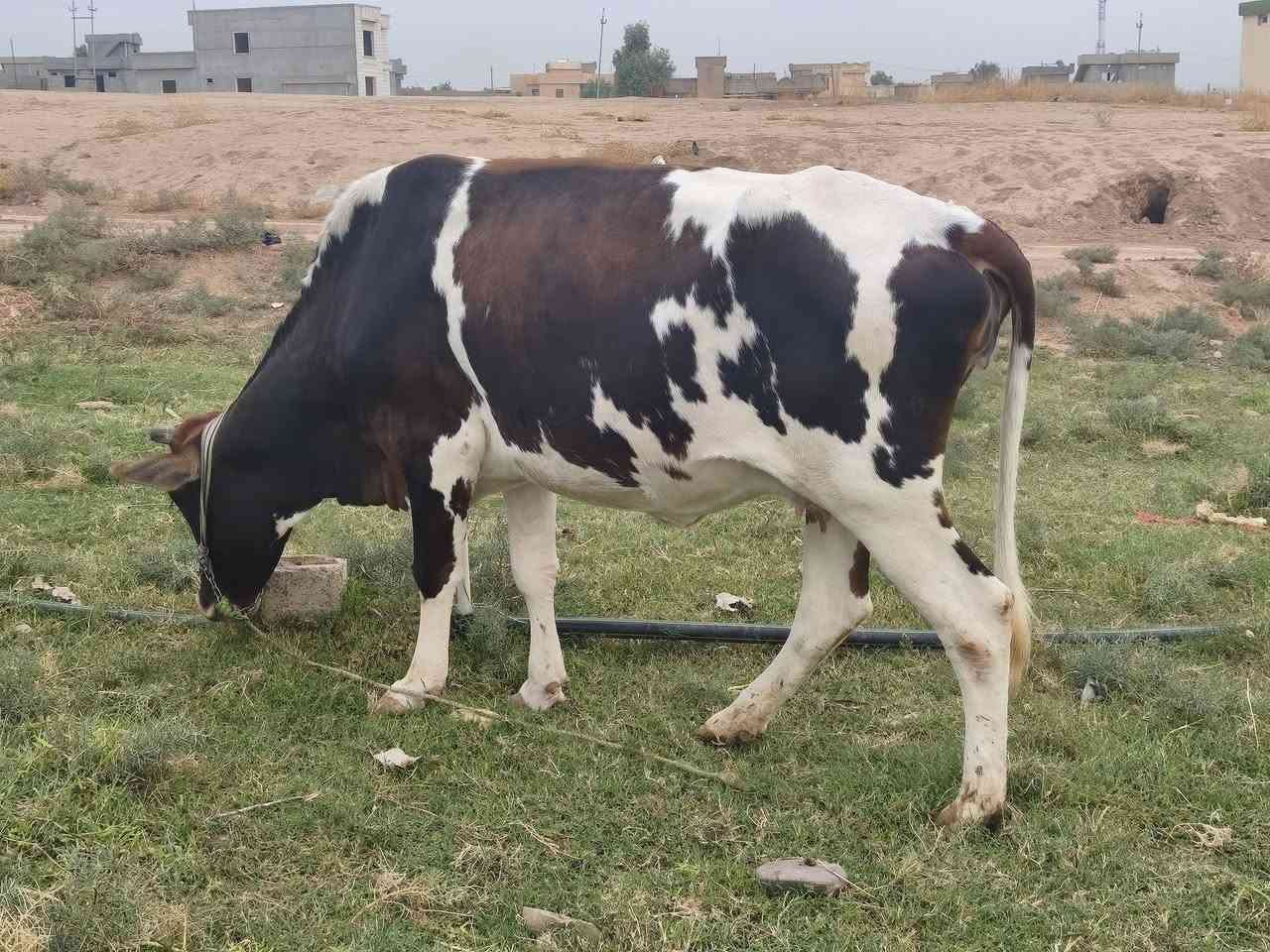 القياره قريه الاجمسه • كفاله مكفله • بطن اعشار