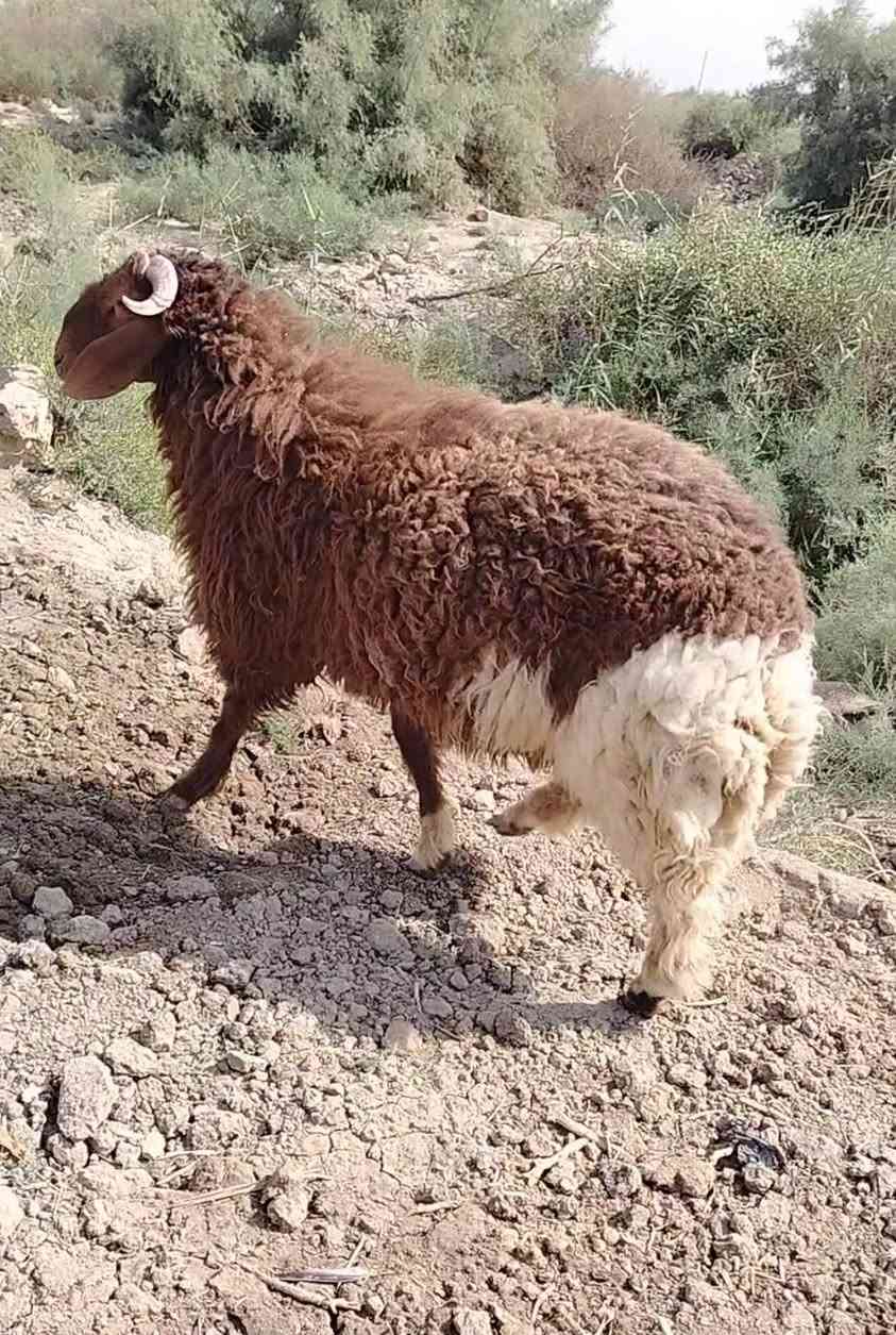ورجين • درجة أولى • قضاء الفهود