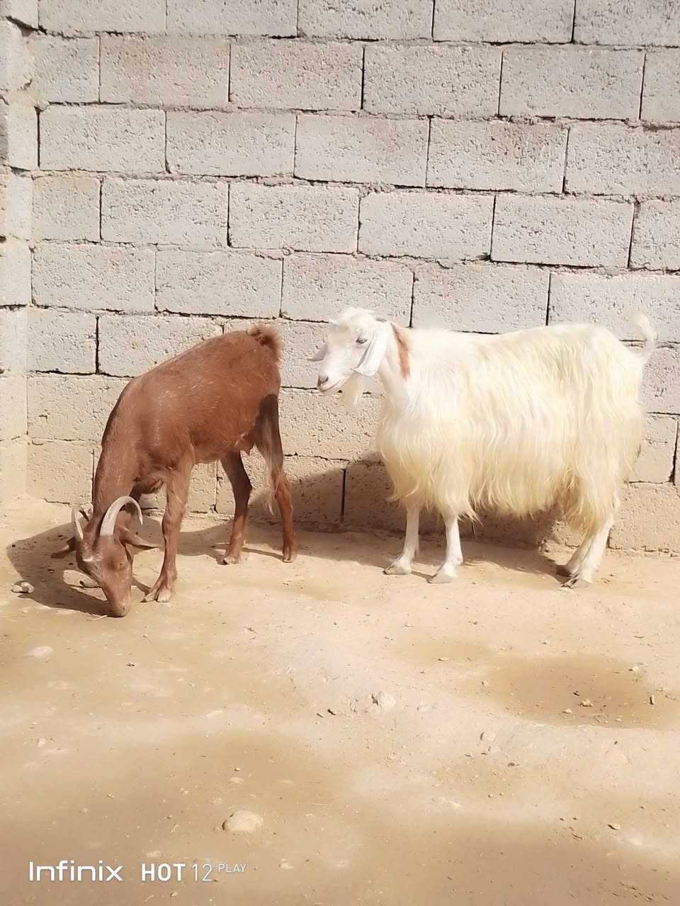 انفينكس هوت12 بلاي • حيل فتايه • القائم الكرابله