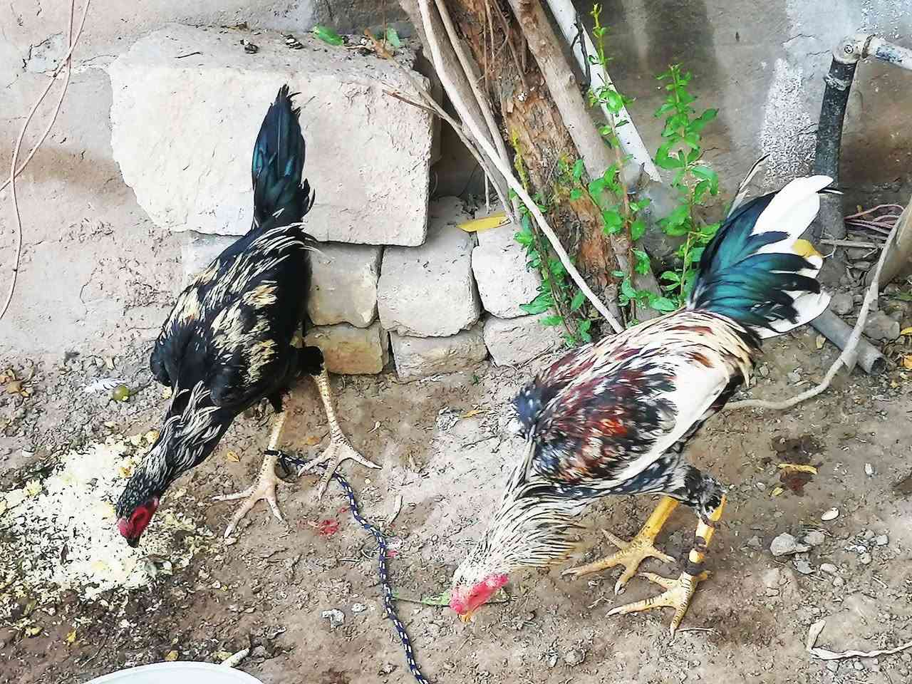 سلام عليكم للبيع ثنين ديوكه هراتي مخاليف العمر ٤ أشهر ونص
 السعر ثنينهن ٣٥ الف  مكاني محاويل حصن جعفر الخاص مفتوح وهذا رقمي ***********

