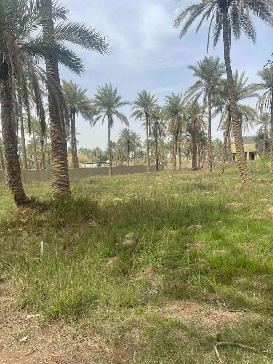 قطعه ارض للبيع المساحه ١٠٠٦متر سند ٢٥ الموقع كربلاء طويريج خلف البانزين خانه مال ابو جوعانه  للاستفسار والتواصل على الرقم ادناه*********** (معاد النشر بسبب الوعود الكاذبه)
