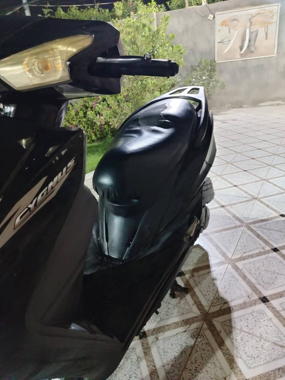 سكنس • اسود • ناشفة