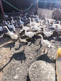 بطات • نجف المناذره