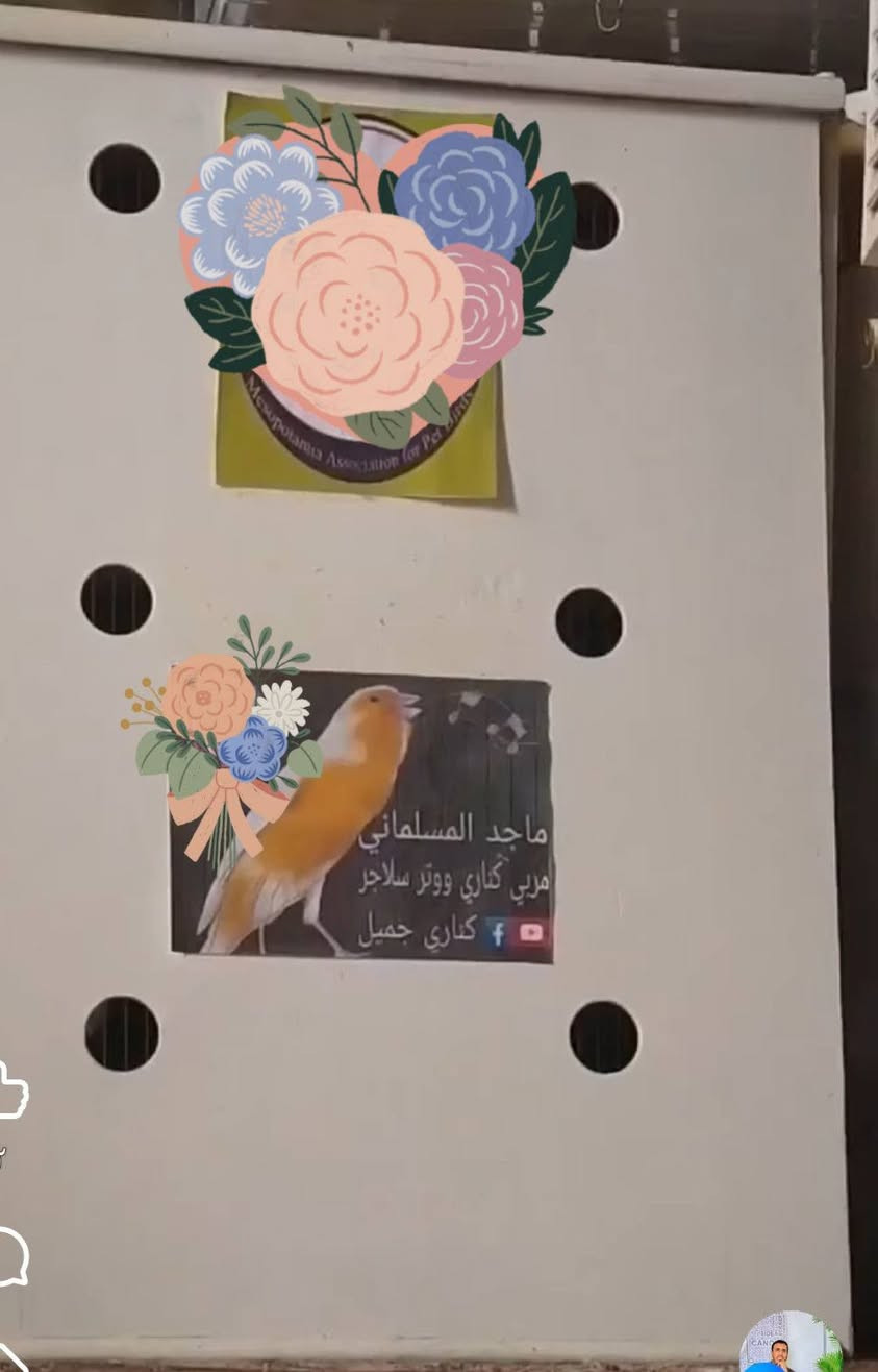 سلام عليكم 
متاح اقفاص فقط خانات فردية تستخدم للعرض والتربية للكناري و الحسون وكافت انواع الطيور المغردة 
1/ الخانة البيضاء تتكون من 6 اقفاص و واجهة تضليل خشب شغل ثكيل ومرتب 
2/ خانة تتكون من 6 اقفاص 4 داخل الخانة و 2 خارج الخانة وهناك واجهة تضليل 
مكاني كربلاء السعر  الابيض 75 الاسود 50
 ملاحظة الصور الي بالاقفاص غير موجودة  اكو صور بالتعليقات لاحضوهة
***********

نص مكتوب في الصور:
- MAJED.K.J MAB A-42 ماجد المسلماني 12 MAJED.K.J MAB A-42 ماجد المسلماني 6 MAJED.K.J MAB A-42 ماجد المسلماني 16 MAJED.K.J MAB A-42 ماجد المسلماني 14 MAJED.K.J MAB A-42 ماجد المسلماني 22 MAJED.K.J MAB A-42 ماجد المسلماني 19