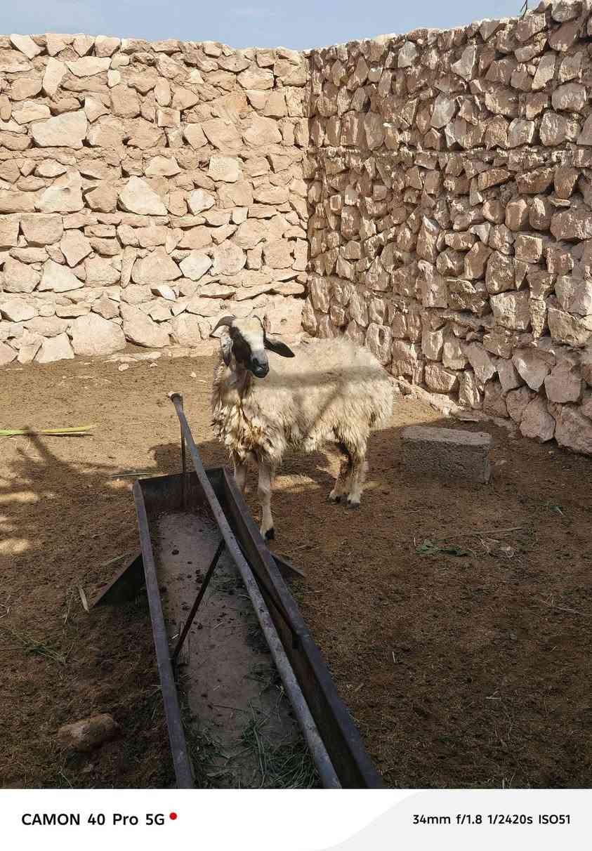 بروانه سنجك • حلايب • توصيل