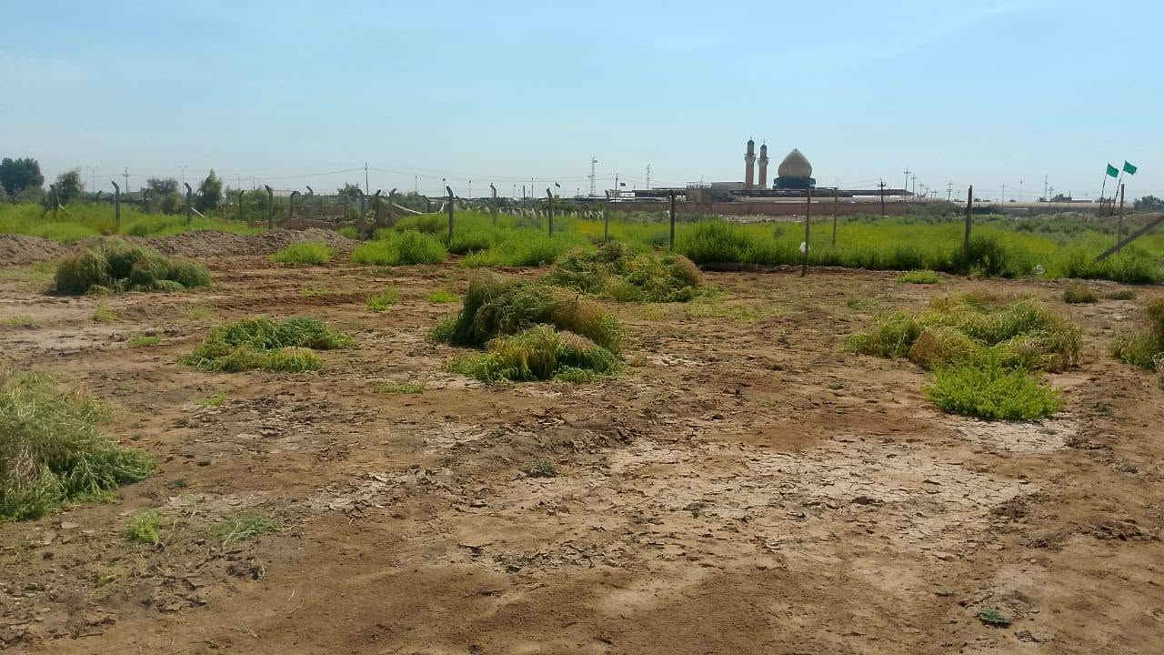 طابو زراعي • سند 25 • ٢١٠٠م