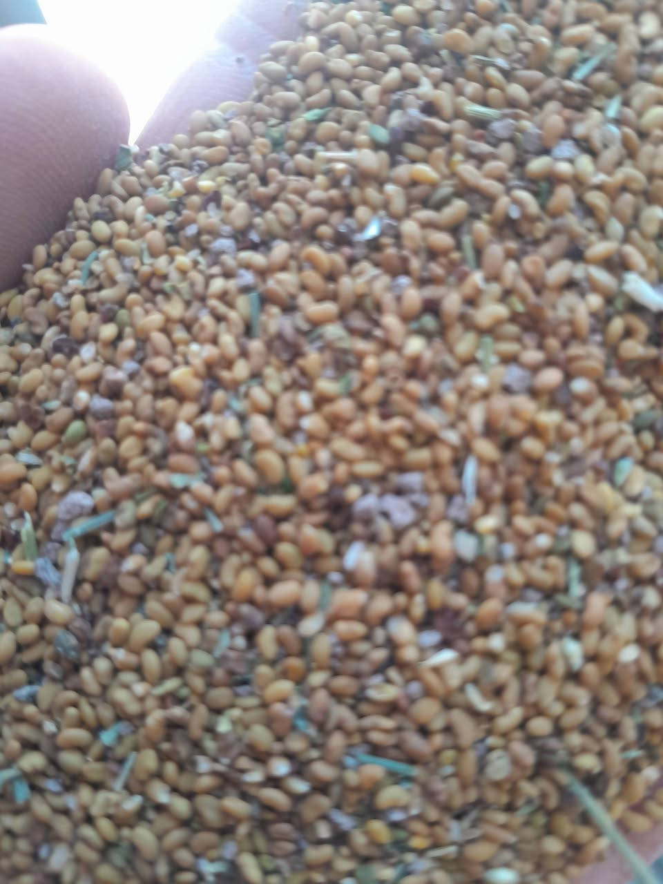 بذور  جت عراقي همدان مكفول من الادغال ٤٠ كيلو  السعر ١٤ الف للكيلو واسط الصويره ***********
