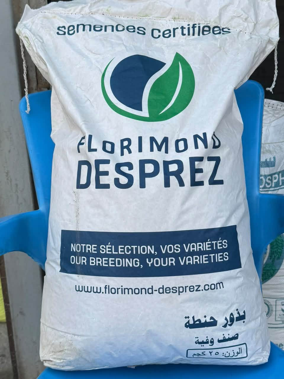 بذور حنطة • درجة أولى • منشأ فرنسا