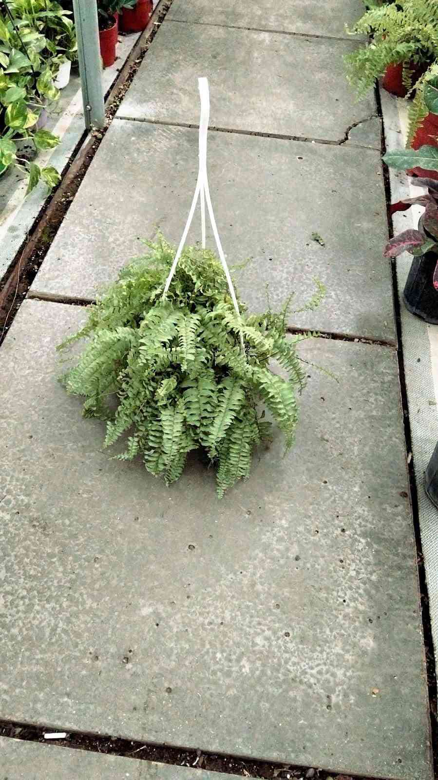 جمال نباتاتنا مايحتاجلها وصف 
هي توصف نفسها 🍀✨

اذا ماتوصلكم مثل الصور واحلى بعد 
ارفضوها 😎

التوصيل متوفر لكل المحافظات العراقية 
للحجز والاستفسار راسلونا للصفحة 🕊️ 
او واتساب ***********
#مشتل_زهور_النرجس 
#نباتات_ظلية #مشتل #بغداد 
#العراق

نص مكتوب في الصور:
- جمالهن❤️
- الجمال يبدأ من ورقة