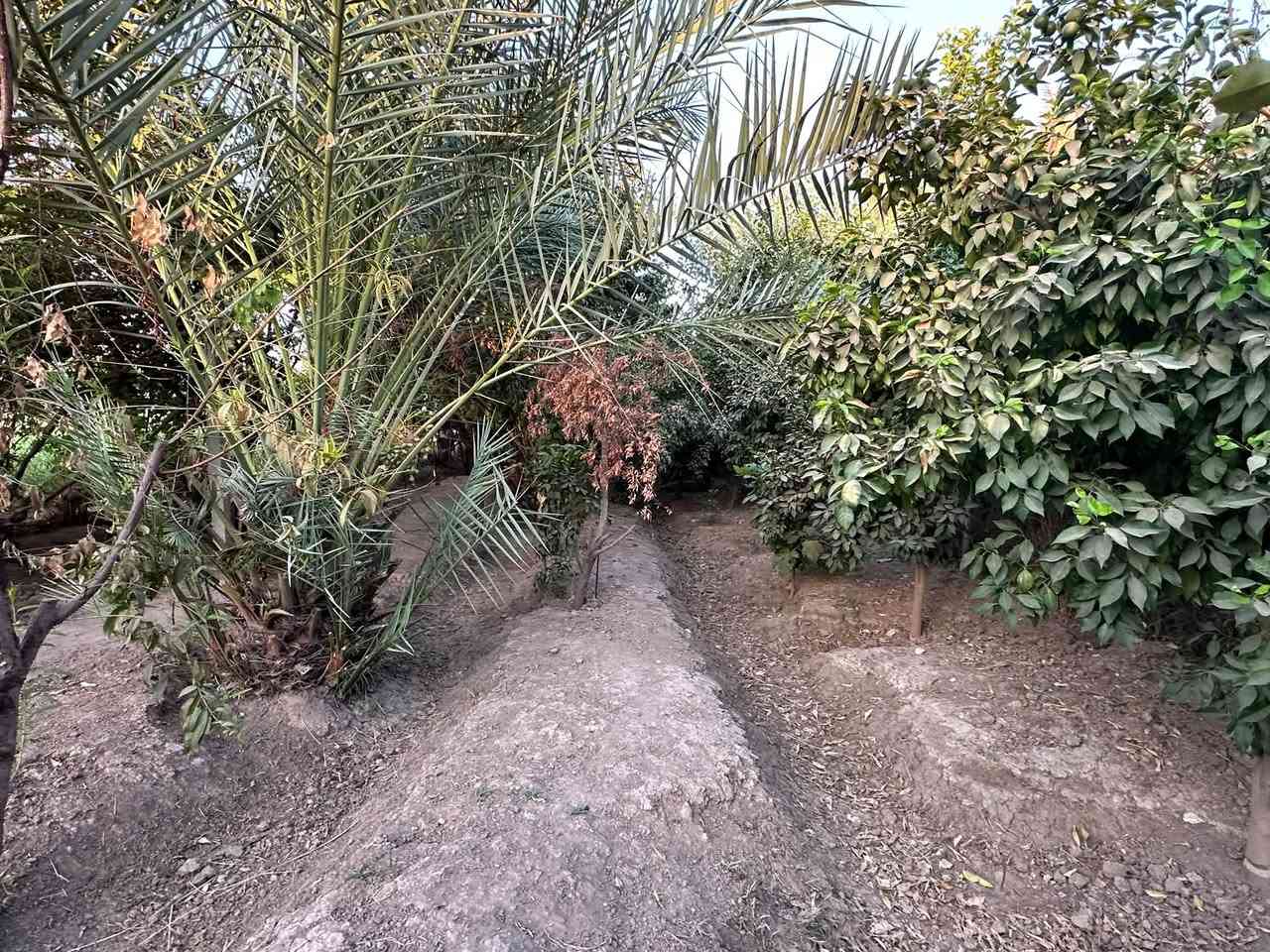 🌴 مكتب بغداد للتسويق العقاري

📍 متوفر للبيع قطعة أرض / بستان بمساحة 700 متر مربع
💰 بسعر مناسب جداً

🔹 المساحة: 700 م² تقريباً
🔹 الطول: 70 متر وأكثر
🔹 العرض: 10 متر تقريباً
🌳 مزروعة بأشجار ونخيل متنوعة
🌴 تحتوي على نخيل برحي وتين عراقي أصيل من أهلنا

📍 الموقع: قريب من بداية جبج، قرب نهر الزور، خلف بيت مجمع الرحمة – أبو زينب.

✨ موقع مناسب لمن يبحث عن بستان ومساحة زراعية قريبة ومميزة.

📞 للاستفسار والتواصل:
مكتب بغداد للتسويق العقاري
📱 ***********
📲 للتواصل عبر الواتساب أو زيارة موقع العقار.

#مكتب_بغداد #عقارات_بلد #عقارات_صلاح_الدين #بستان_للبيع #ارض_للبيع #بلد #جبج #نهر_الزور #نخيل #برحي
