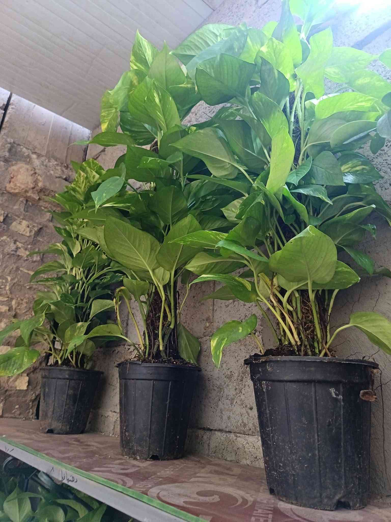 اليوم توفرت عدنا نباتات داخلية وخارجية
