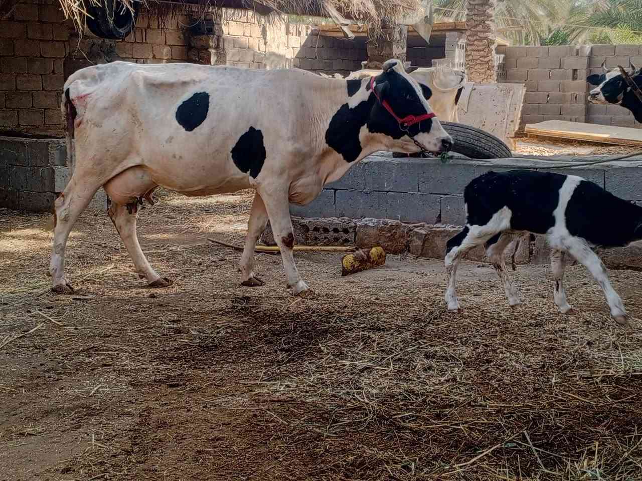 يا الله هايشه ام ثالث بطن وراهى عجل مكفوله على كل عيب عنواني كربلاء عون شارع بغداد دخول كربلاء عمود 276 وهاذى رقمي ***********
