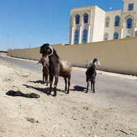 فحل سوري دبسي • ٦ سنين • حديثة الانبار