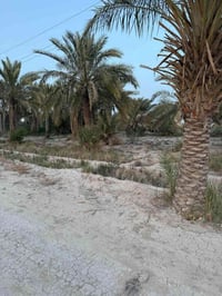 ٦ دونم • طابو سند ٢٥ • سماوه السوير