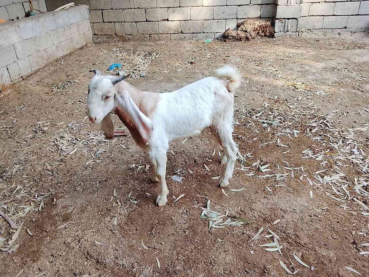 صخل • ابن سنه • شهربان المقدادية