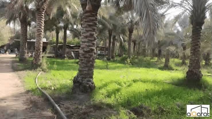 يالله 
بستان للبيع مزروعه خير من الله  وحاصله خير من الله

(تحتوي ع حمضيات +نخيل + فواكه صيفي وشتوي )

مسيجه من كل الجوانب  ناقصه فقط كهرباء  
مساحه البستان 
الوجه 25 ونزال 60

  1350متر مربع تقريباً 

الموقع ديالئ    داخل الحويش  قريبه ع عباره فرع (الدايخات)

الاستفسار اكثر اتصال ع رقم 

‭***********