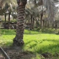 بستان مزروع • حمضيات ونخيل • ١٣٥٠م