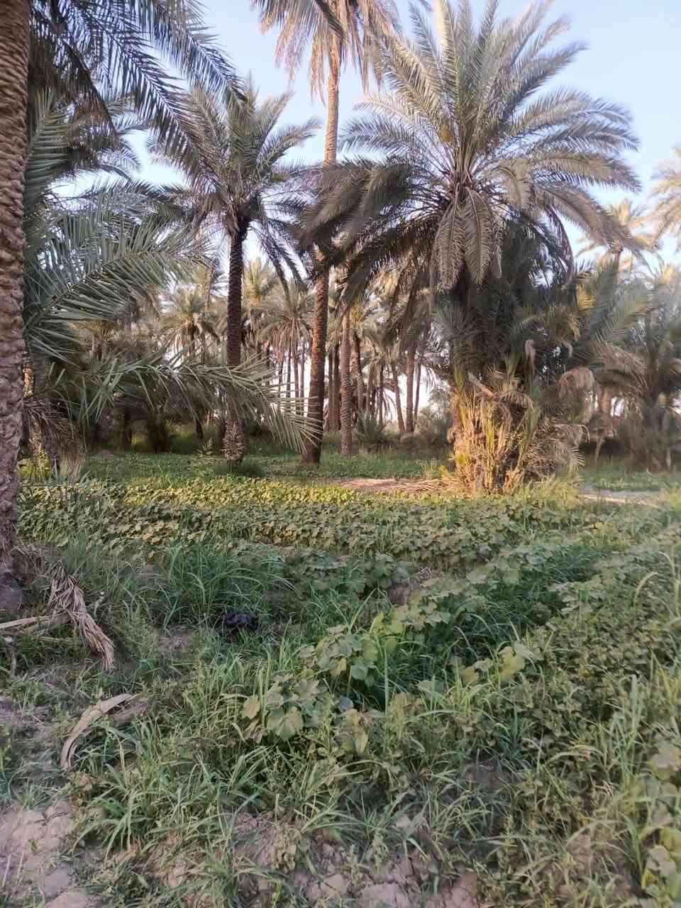 عندي بستان للبيع على طريق شريفه بنت الحسن سعر الدونم 85 وبيها مجال قليل منطقة ابي غرف الوسط محافظة بابل قريب حسينة سيد شاكر ولاد المساحة ٤ ونص ***********
