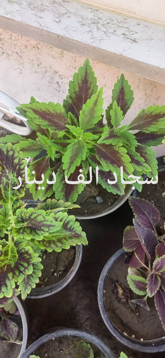 📍 زورونا في مشتل ومنحل كاردينيا
الموقع ديالى بعقوبه التحرير مقابل بيت كمبش والفرع الثاني بكاطون الرحمه للاستفسار الاتصال على الرقم ***********

نص مكتوب في الصور:
- بلاب متدلي
- ٦,٠٠٠ الاف
- سجاد الف دينار
- شمدوريا ١٢٠٠٠ الف
- كلونيما ٨٠٠٠ الاف
- مطاط ٧٠٠٠ الاف
- زنبق السلام
- ٨٠٠٠ الاف
- دفنباخية ٨٠٠٠ الاف
- بلاب عمودي ٩٠٠٠ الاف
- دفنباخية ٨٠٠٠ الاف مشتل ومنحل كاردنيا صورة منذ 54 د كل الهلة هاي اسعارنا الجديدة مشتل ومنحل كاردنيا بعقوبة التحرير مقابل بيت كمبش والثاني كاطون الرحمة مراسلة مشتل ومنح...