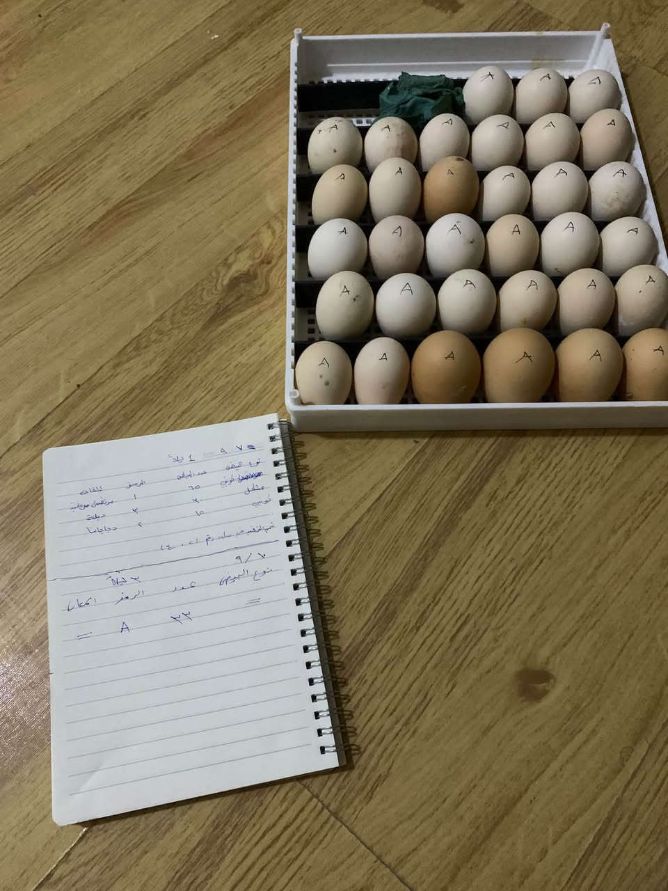 تفقيس بيض • محاويل • نجاح عالي