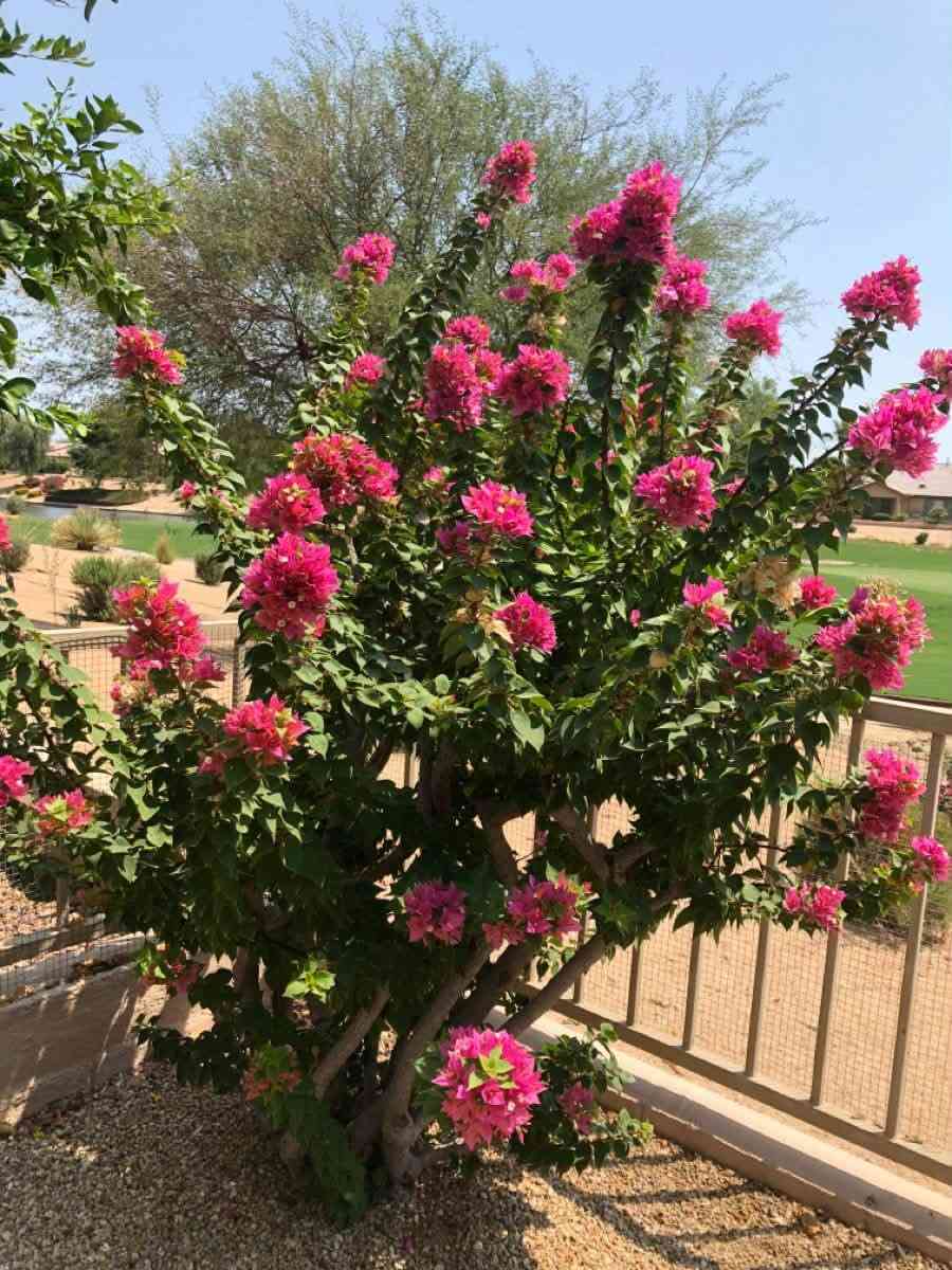 متوفر يمي جميع نباتات
يريد يتواصل وياي 
شكرا جزيلاااا

