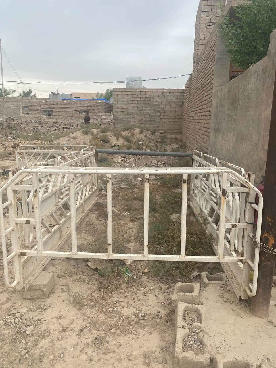 سكيبة • محجل أبيض • سامراء صلاح الدين