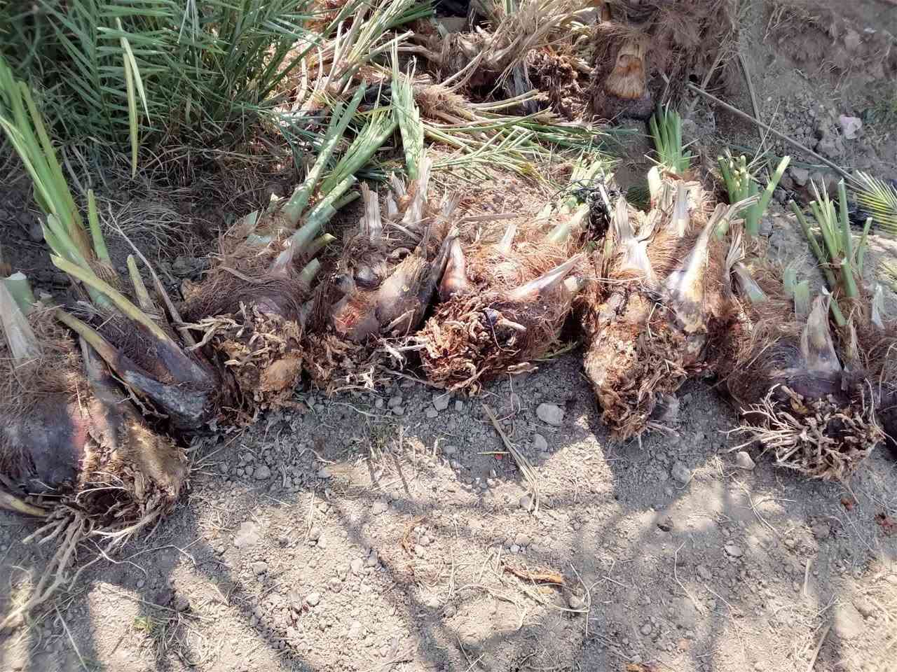 فسائل مندلي • فسائل ديري الأشكر • جذور تخبل