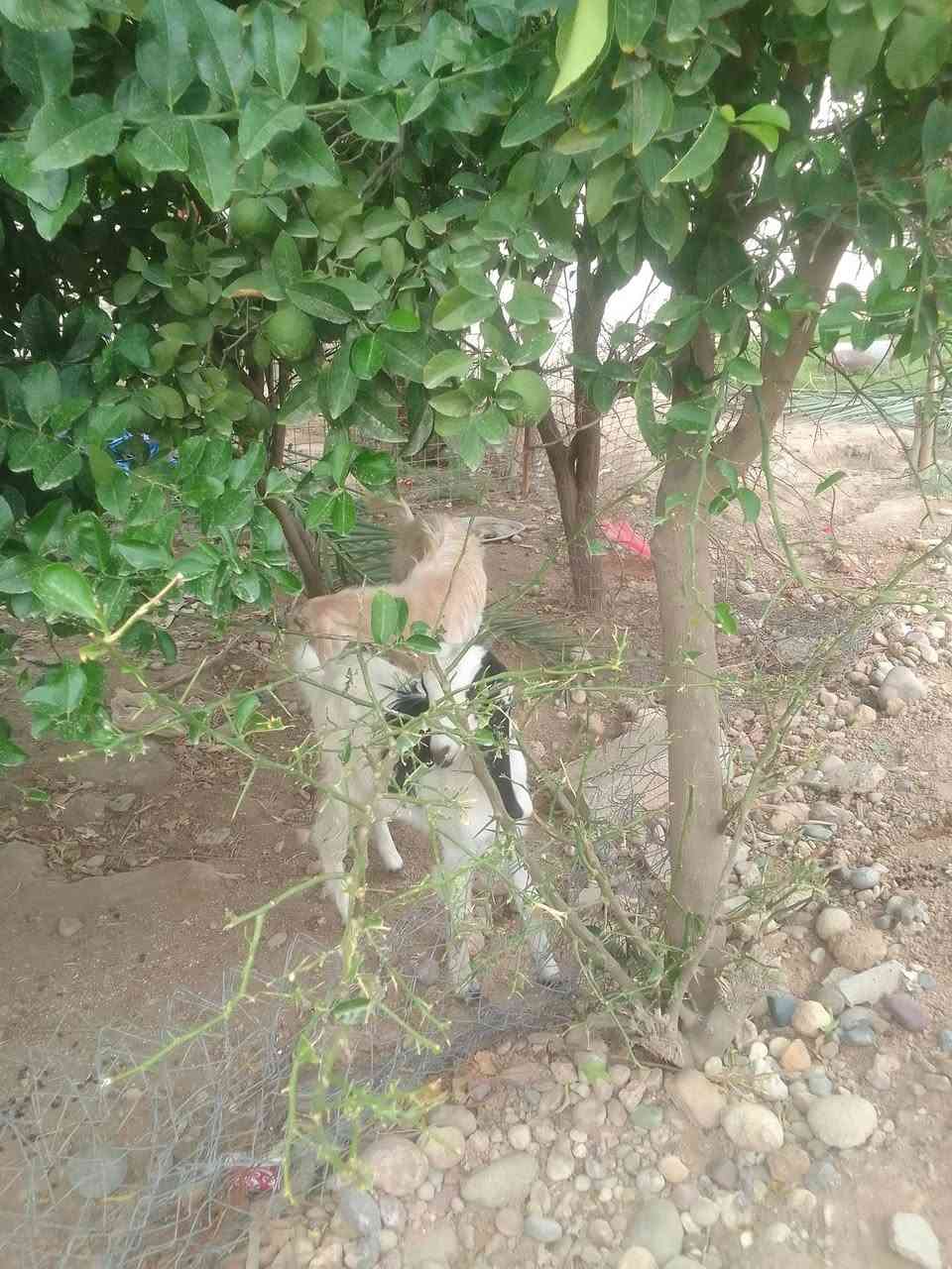 صخلات