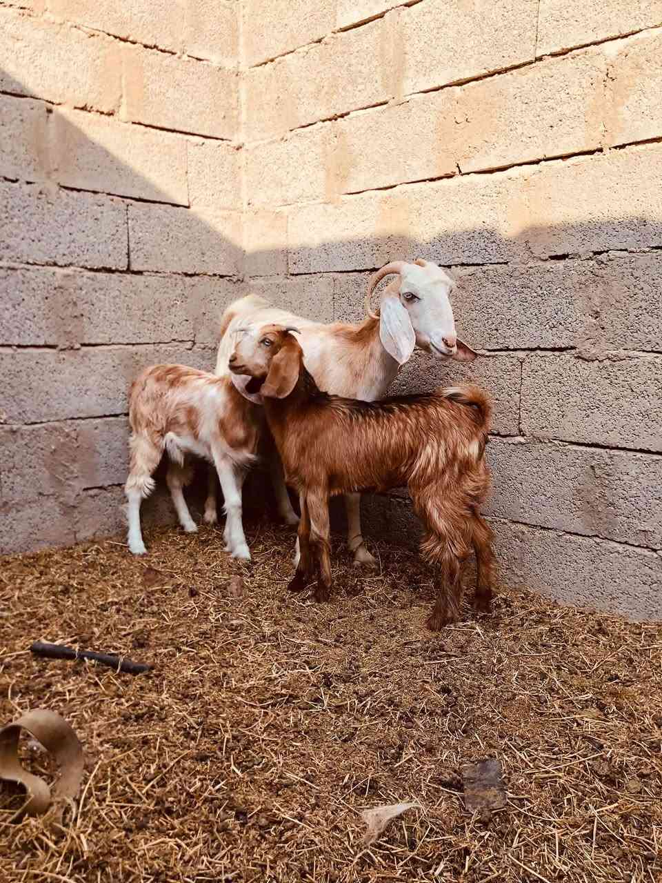 جذعه اول بطن • درجه اول • توصيل